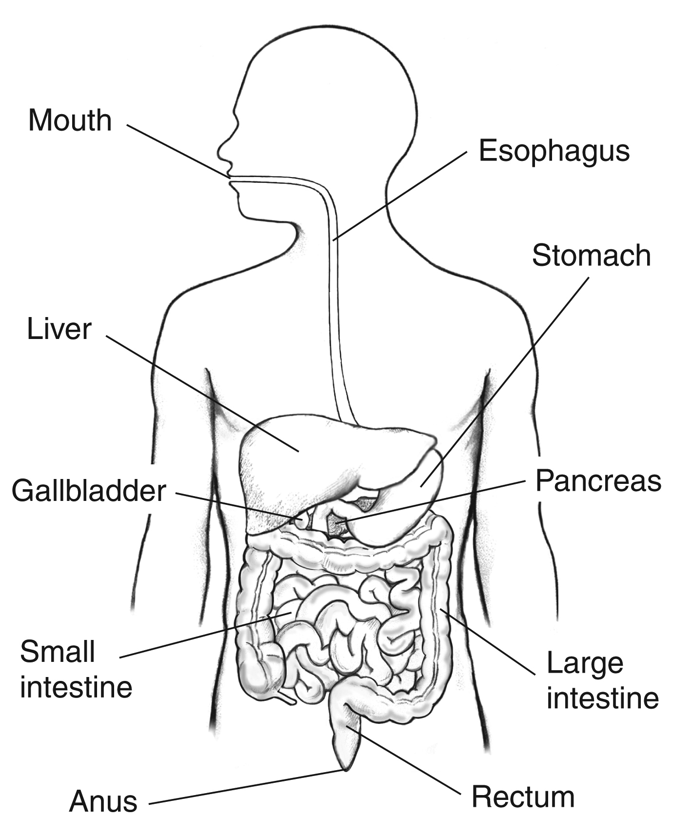 Gut Health Science Illustration