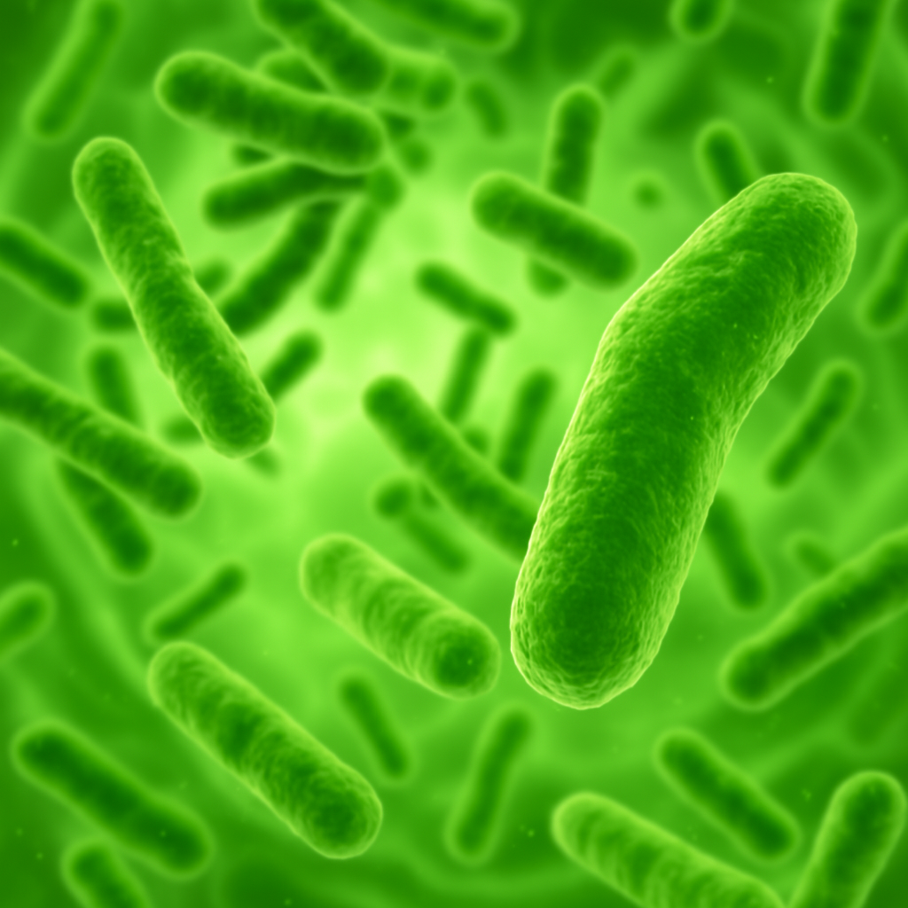 B. Coagulans Probiotic